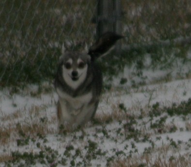 Foxxy Snow Dogs 015.JPG