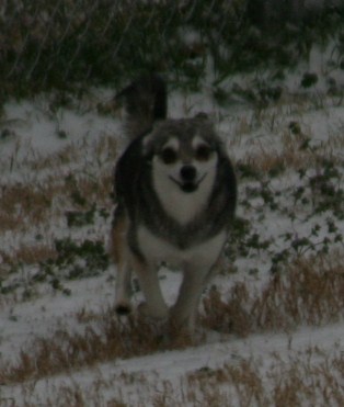 Foxxy Snow Dogs 016.JPG