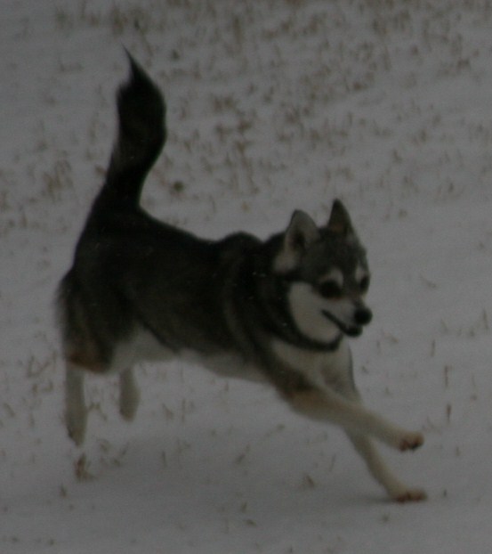 Foxxy Snow Dogs 018.JPG