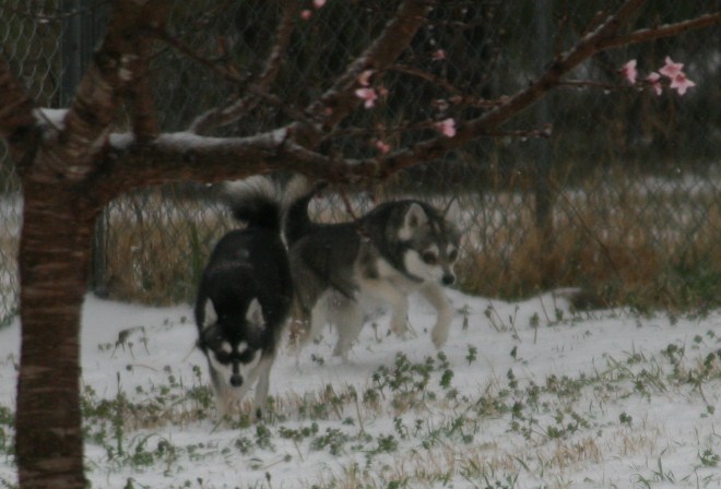 Rio & Foxxy Snow Dogs 030.JPG