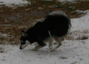 Bebop Snow Dogs 036.JPG
