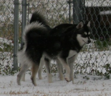 Rio Snow Dogs 066.JPG