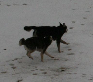 Mandy & Bear Snow Dogs 086.JPG