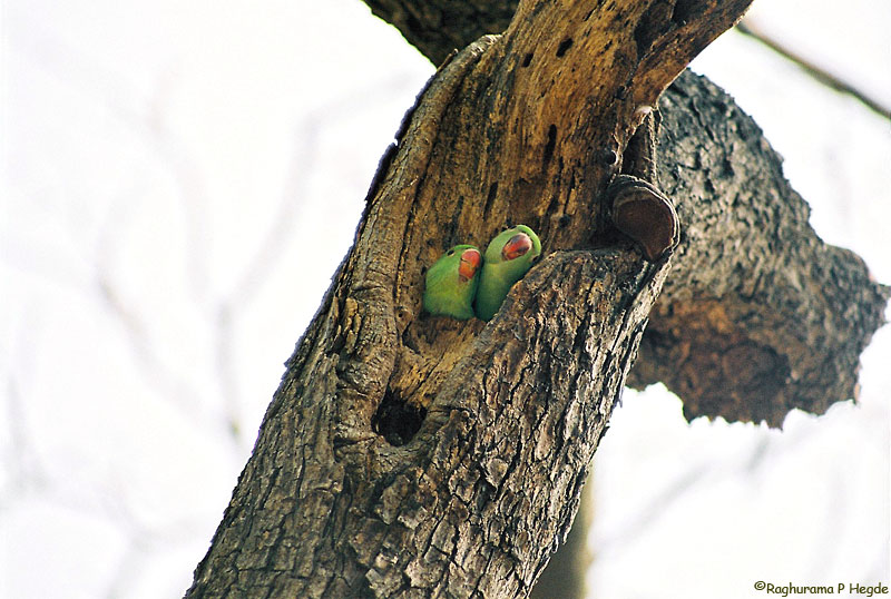 RRP juveniles exploring the world from their hole