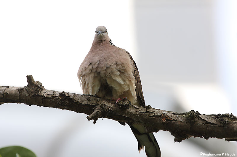Spotted Dove