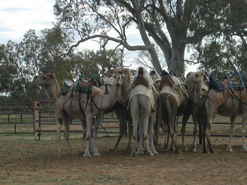 Back side of a camel