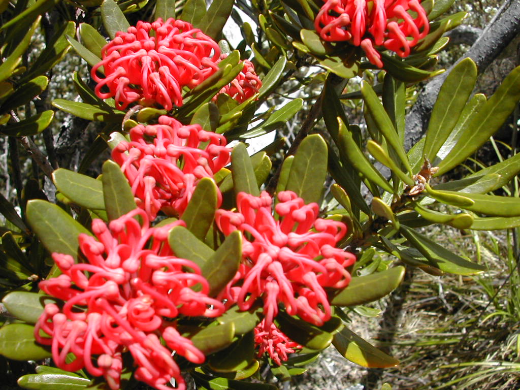 Interesting Flowers at Dove Lake