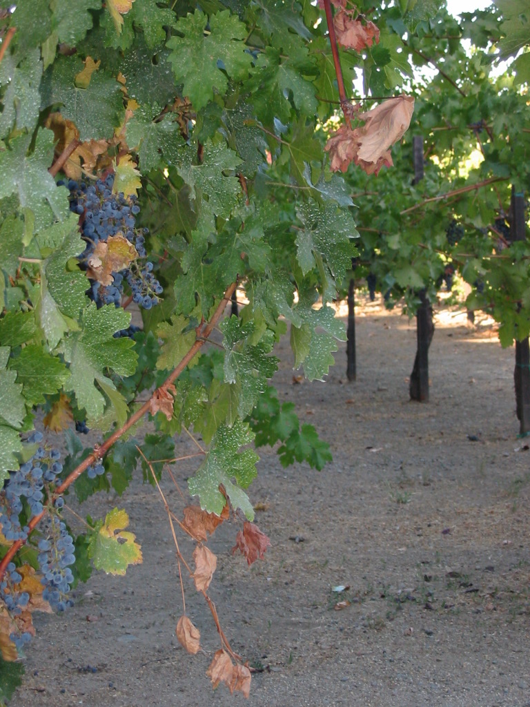 Grape Vines, not for eating