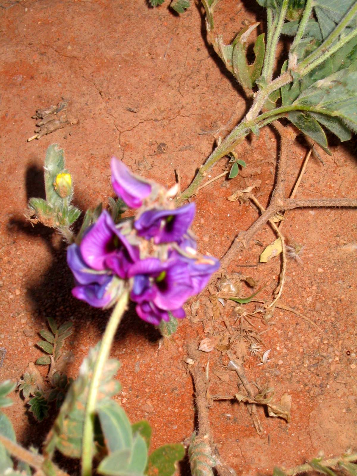 wildflower at Uluru (ayers rock)