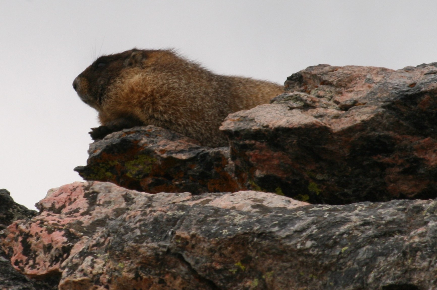 marmot