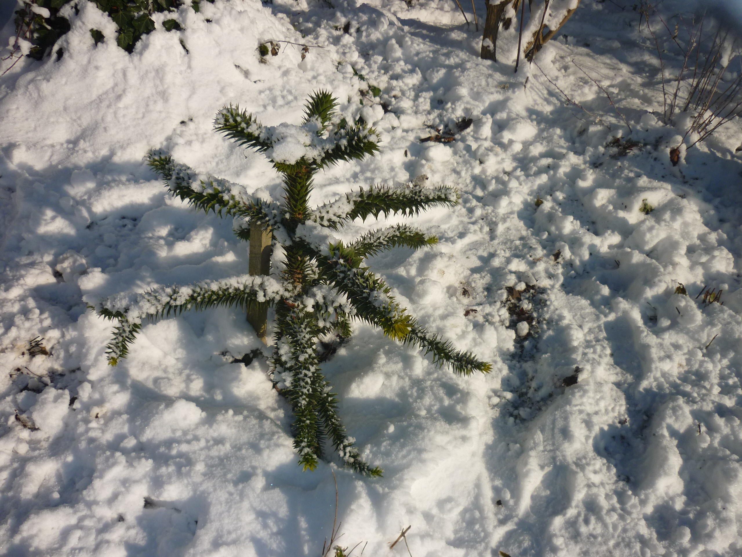P1030945 - Copy.JPG