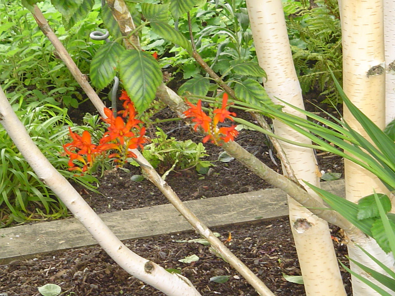 DSC02990.JPG