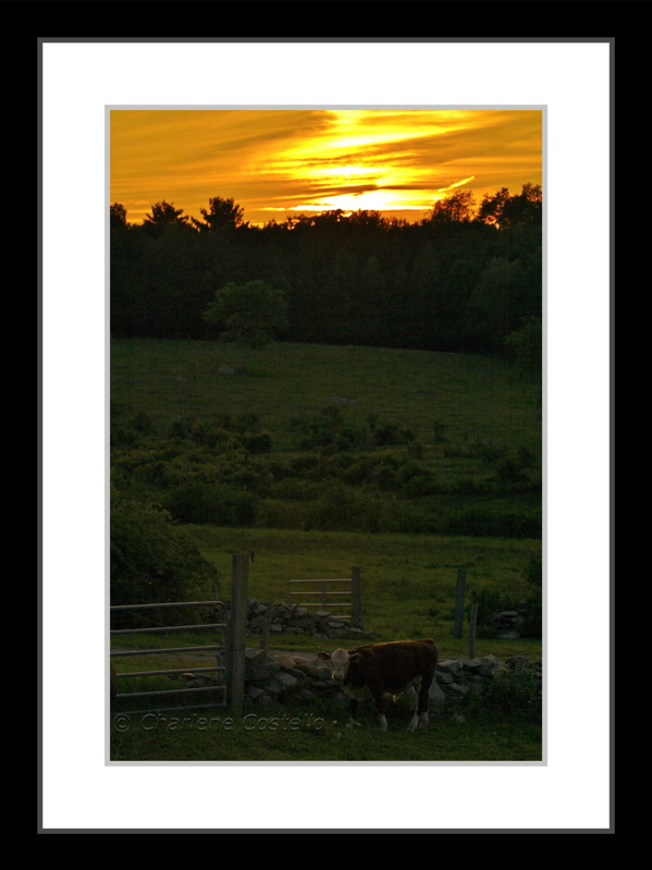 cow at sunset