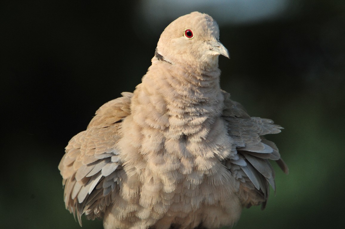 DSC_4643.JPG