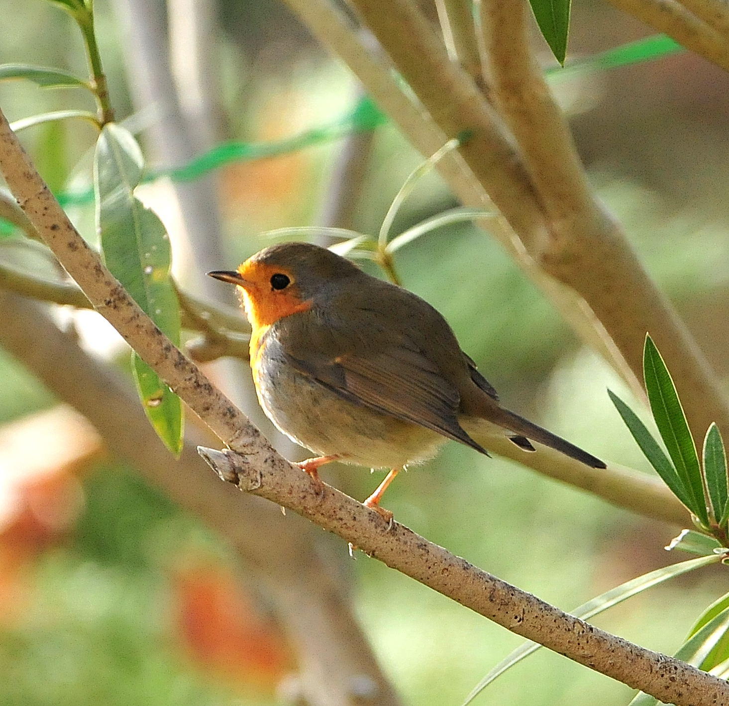 DSC_6056c.jpg