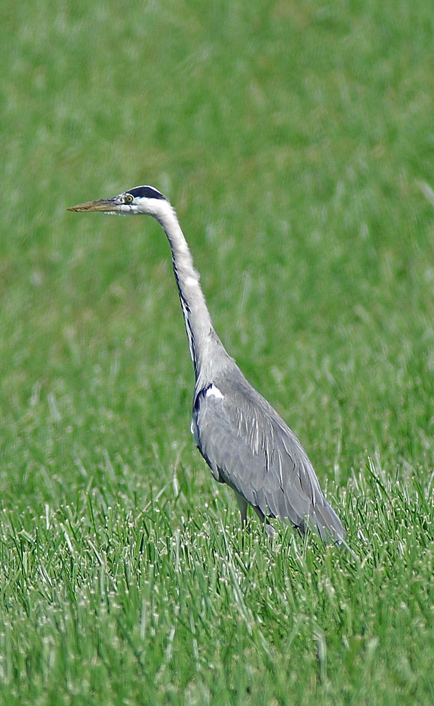 heron2.JPG