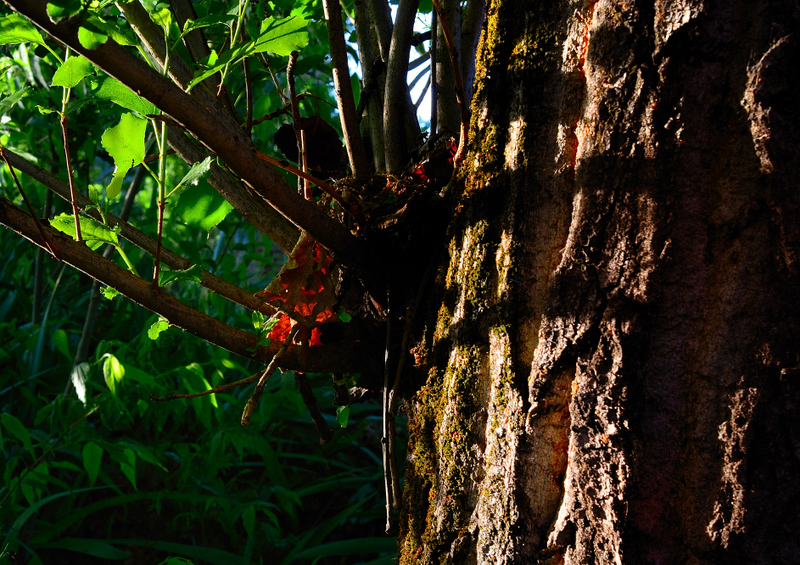 Rays of sunshine in the  wild forest