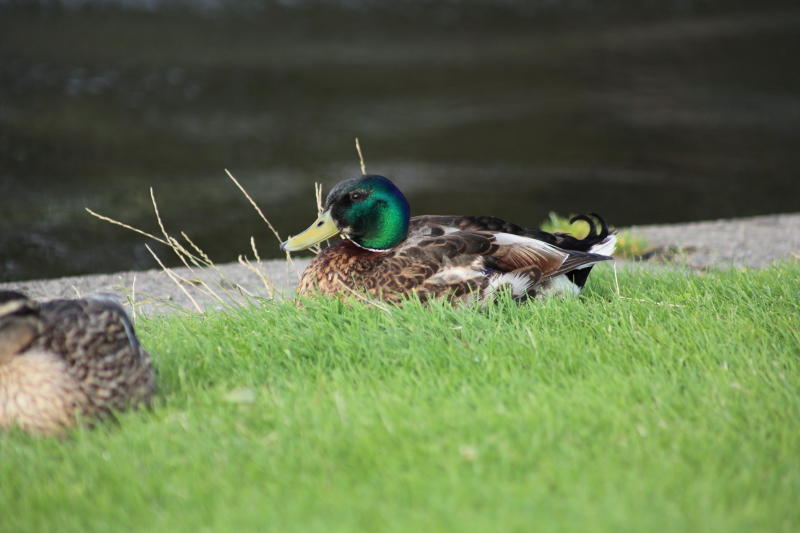 EOS 5D Mark II 00470.JPG