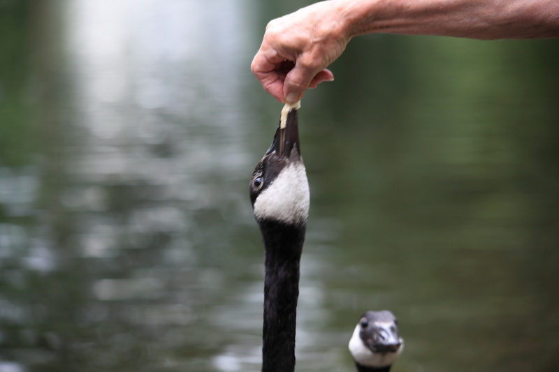 EOS 5D Mark II 05030.JPG