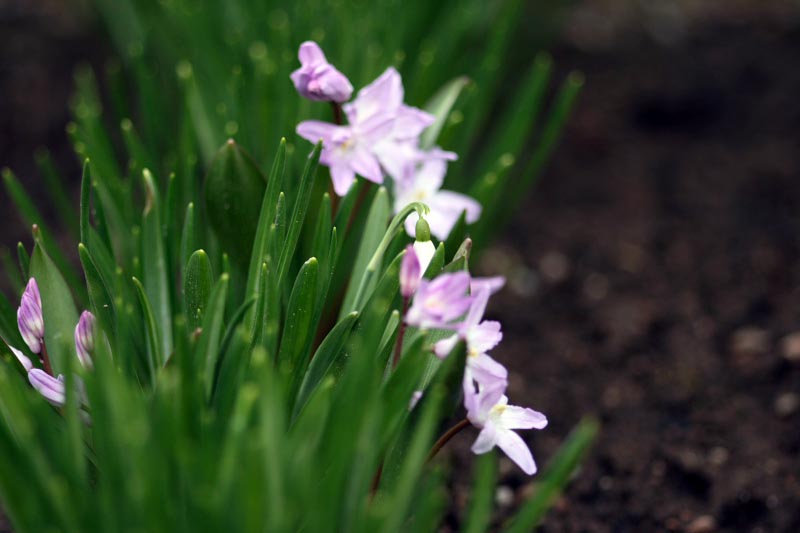Canon_5600.JPG