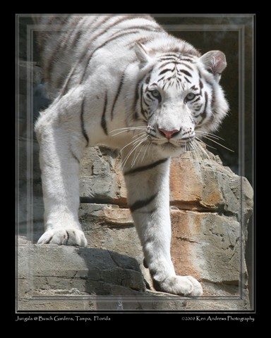 Jungala White Tiger 2.jpg