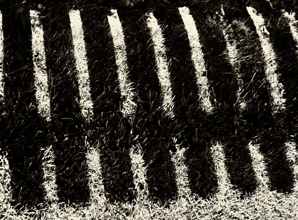 shadows on th grass