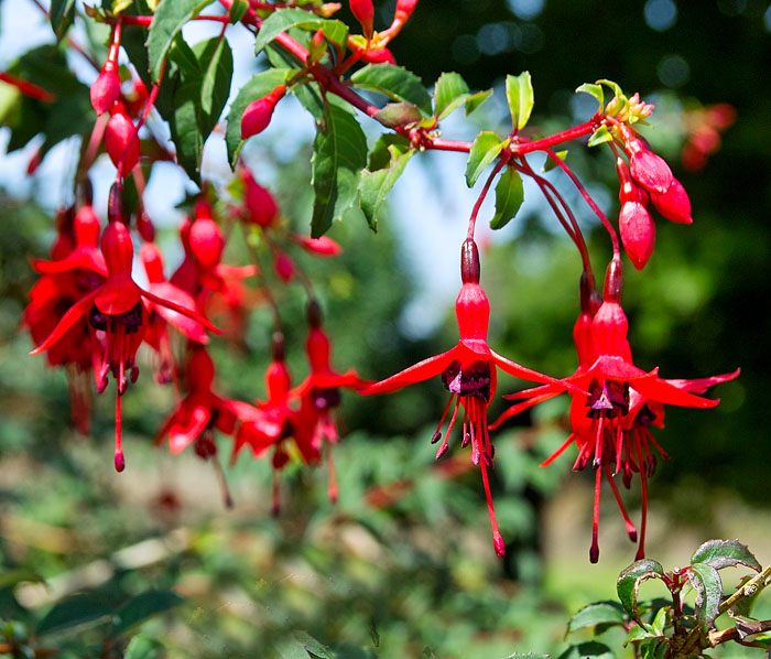 fuschias .jpg
