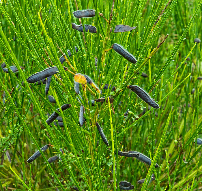 seed pods of horsetails .jpg