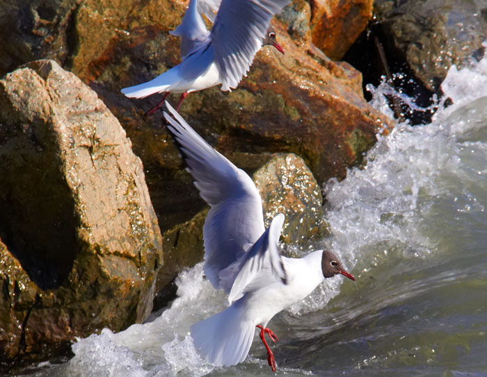 black headed gulls 