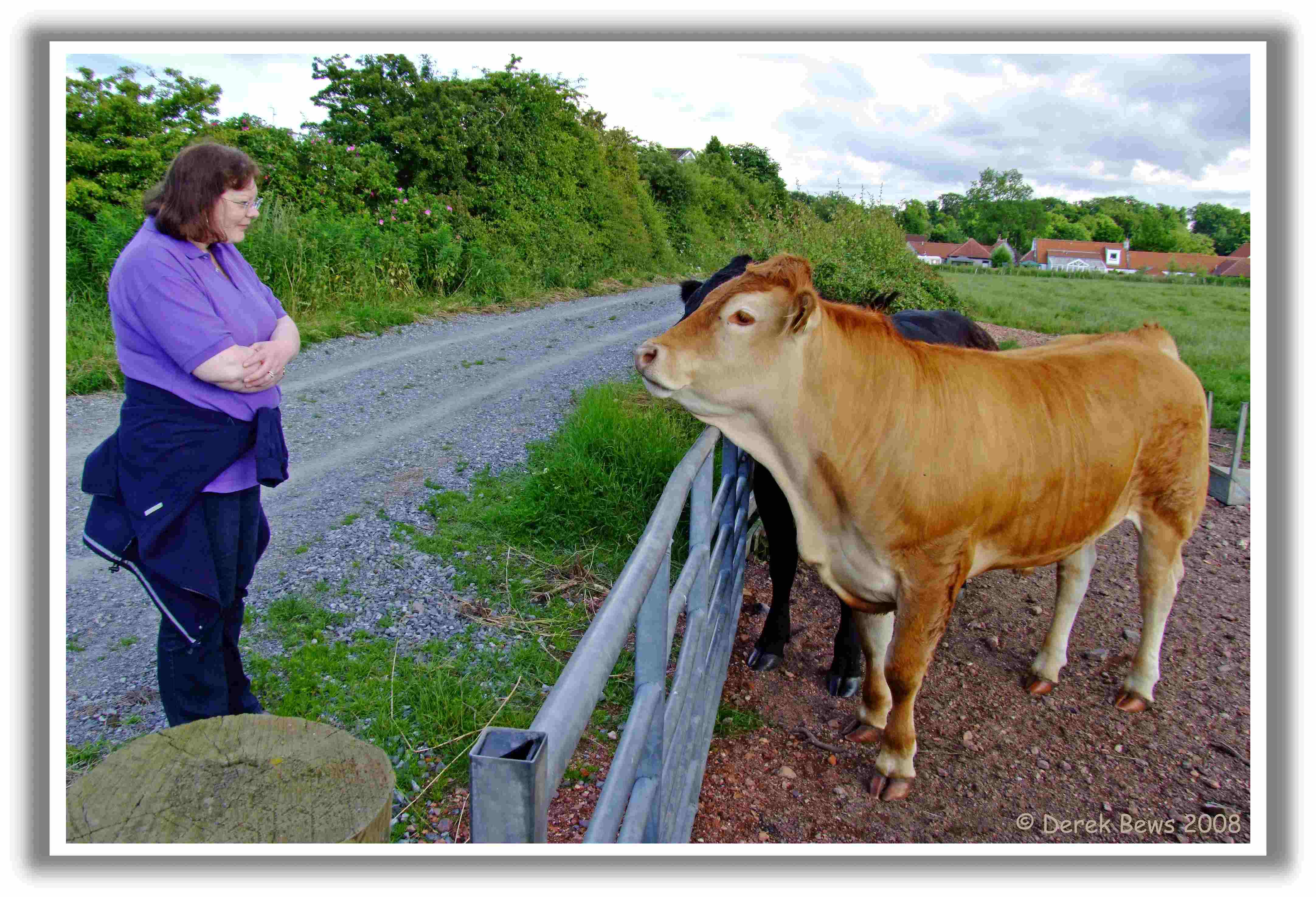 Cow Conversation 