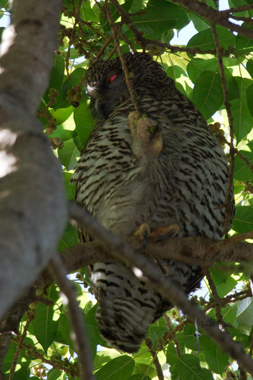 Powerful Owl