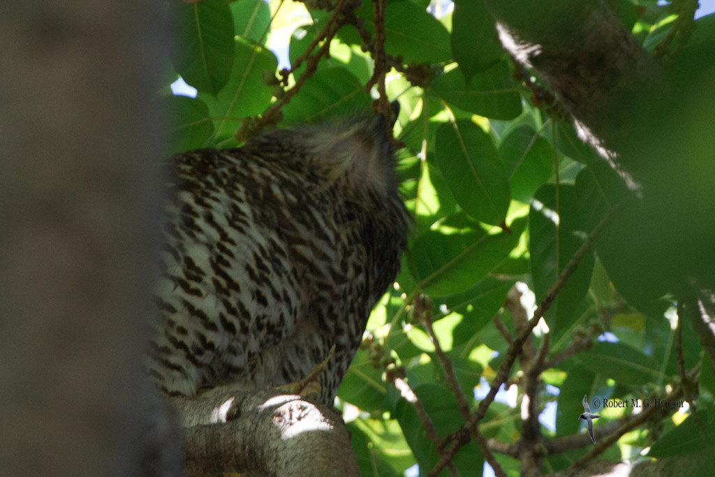 Powerful Owl