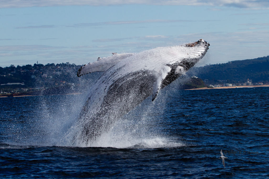 Humpback Whale