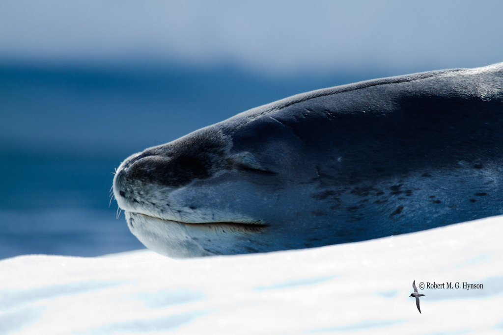 Leopard Seal