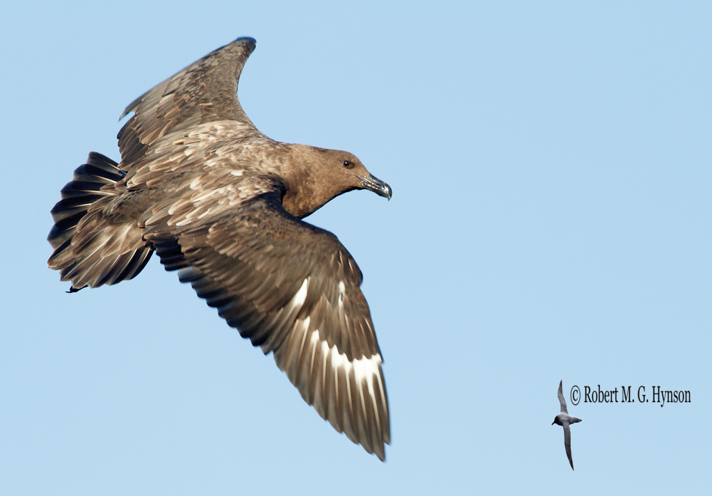 Brown Skua