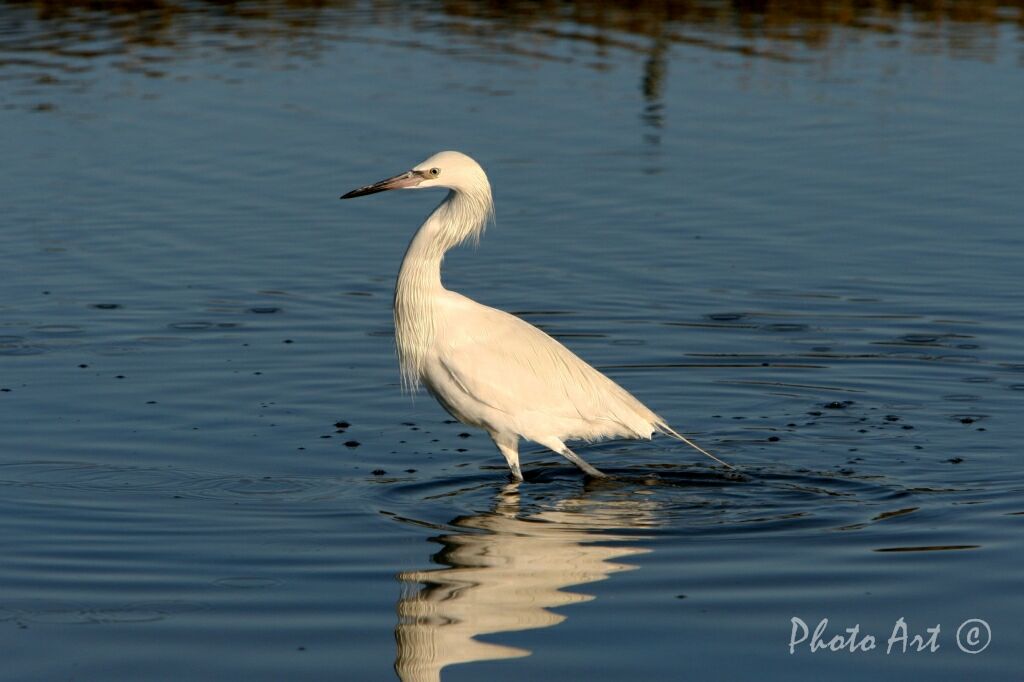 Reddish Egret (White Form)