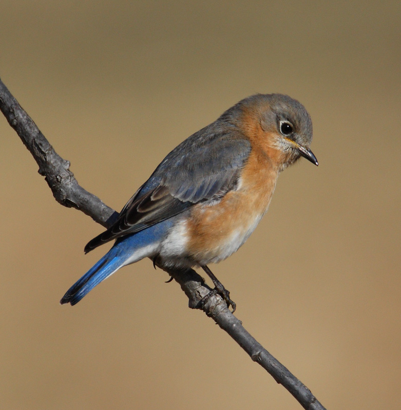 eastern bluebird w8359.jpg