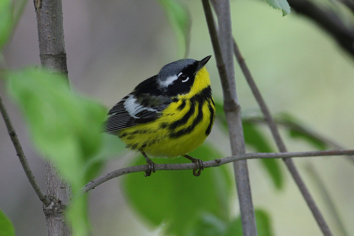 magnolia warbler 6565s.jpg