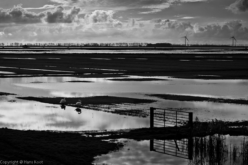 Swans, Water & Clouds