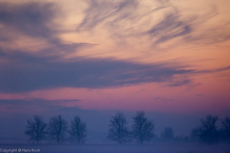 Trees @ Sunset