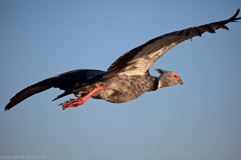 Southern Screamer #3