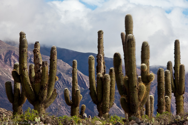 Cardones at Pucara