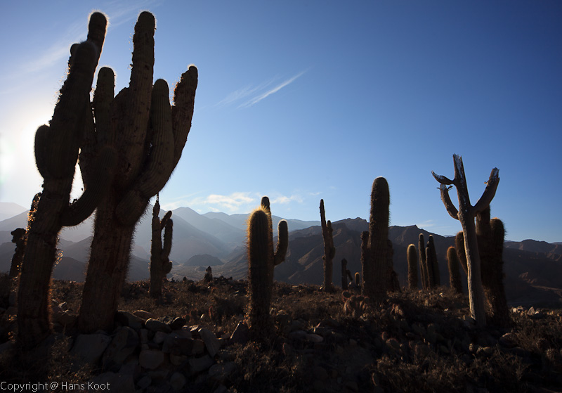 Cardones at Pucara #2