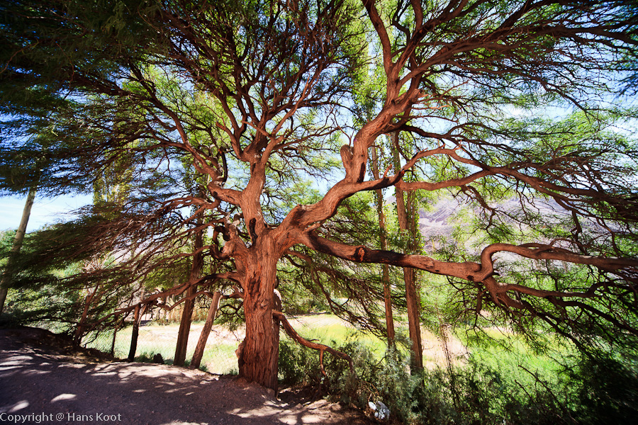 Tree at  Purmamarca