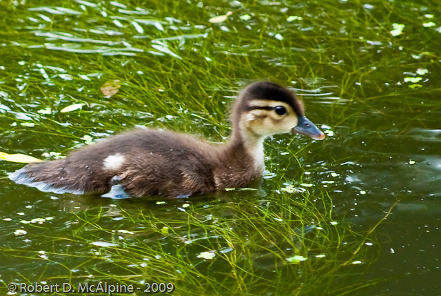 Duckling