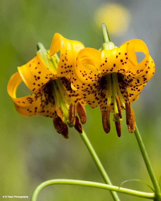 Tiger Lilies 