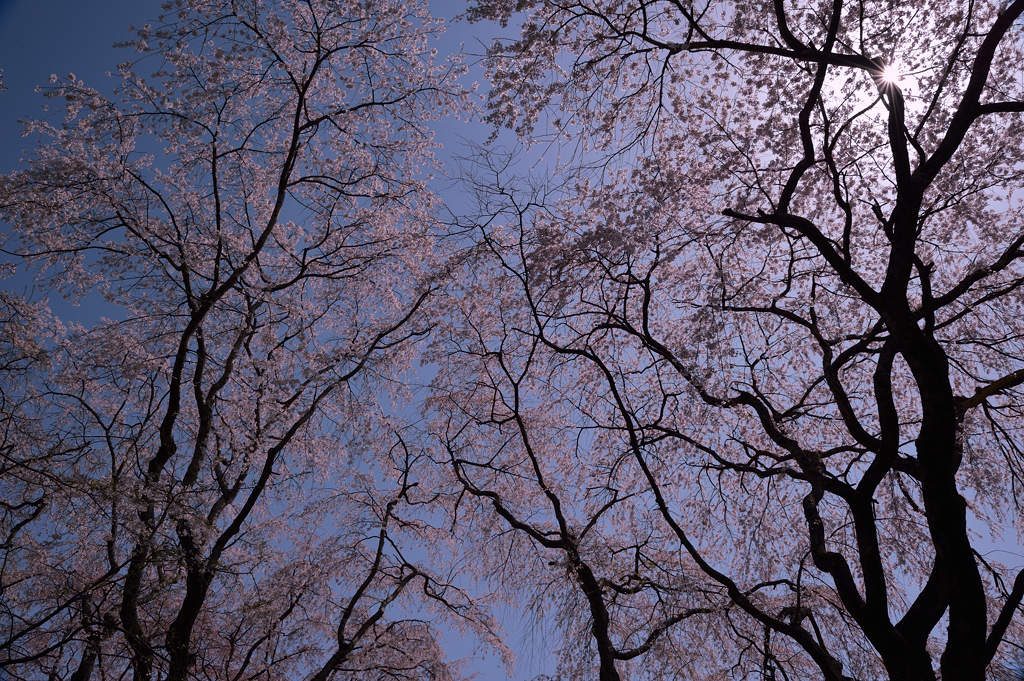 Sano Sakura at Kyoto Sagano