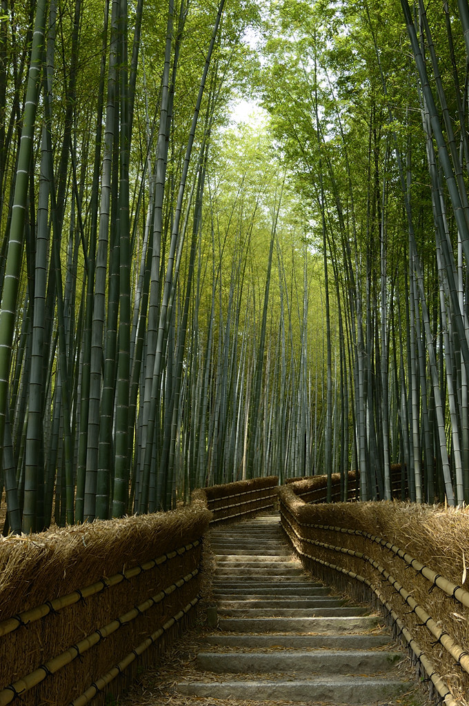 Adashino Nenbutsu-Ji Temple at Kyoto