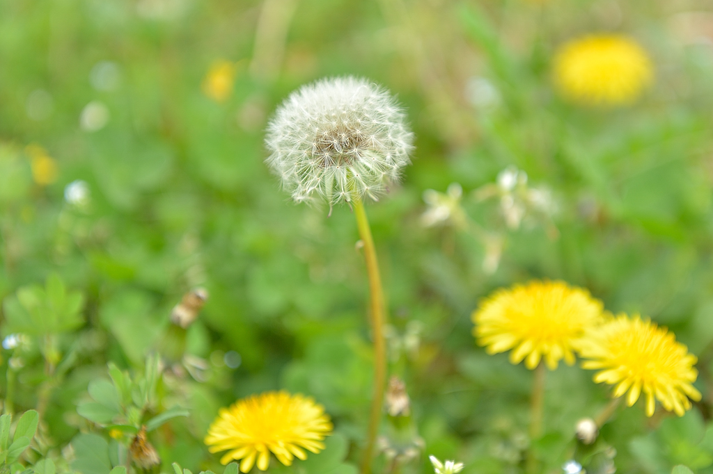 Dandelion