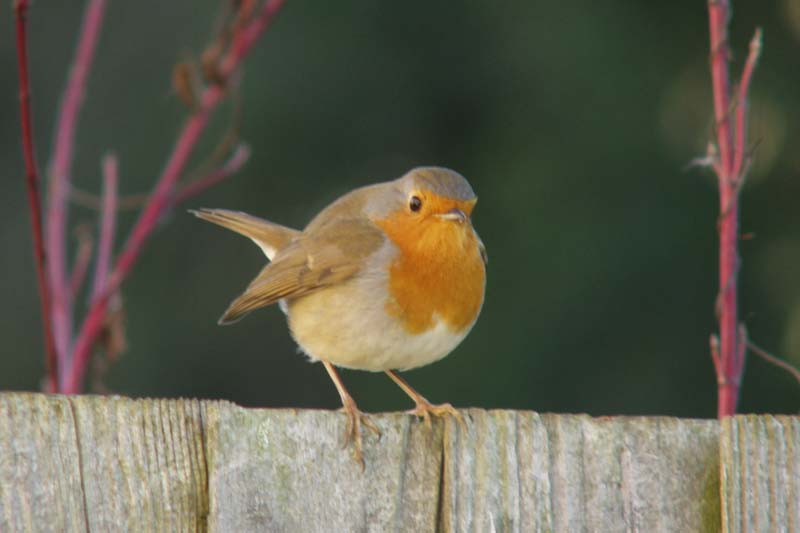 Robin 1